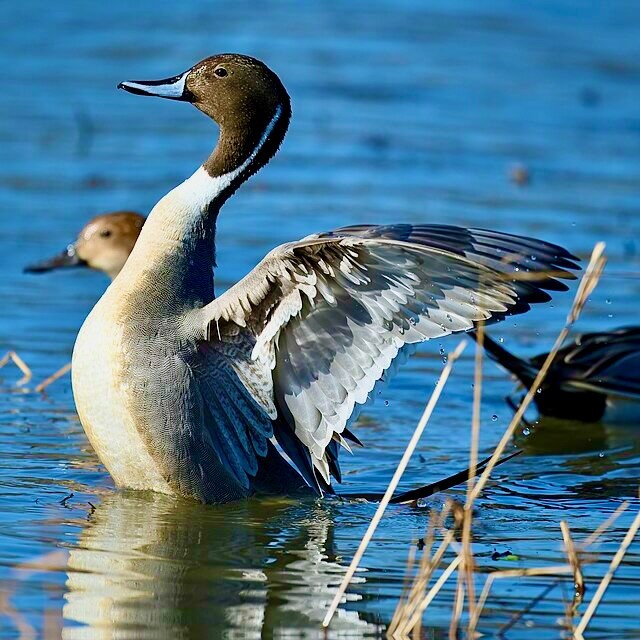 Northern Pintail Huntley Meadows by lwolfartist is licensed under CC 2.0.